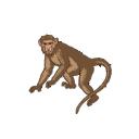 Macaca Mulatta