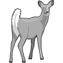 White Tailed Deer Black White Svg