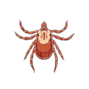 Free Scientific Illustration Of Adult Female American Dog Tick