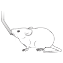 98 Mouse Fat Drinking