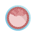 Icons Zygote Blastocyst