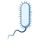 Ciliated Rods