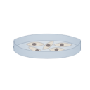 Petri Dish