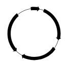 Plasmid