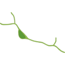 603 Oligodendrocyte Progenitor Cell