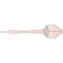 61 Mouse Nervous System