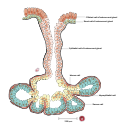 Free Illustration Bronchial Submucosal Gland