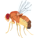 28 Drosophila Side M9xd I Xz