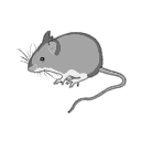 Wood Mouse Black White Svg