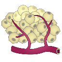 Angiogenesis Cancer Cells