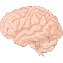 Free Illustration Brain Lateral