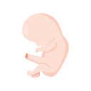 Icons Human Fetus Week 10