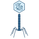 Bacteriophage Attached