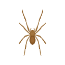 Icon Brown Recluse Spider