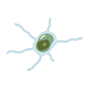 Amorphochlora Amoebiformis