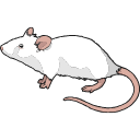 Lab Mouse Black White Vector