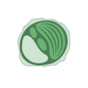 Ostreococcus Tauri