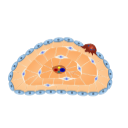 Bone Cells And Location