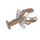 Free Scientific Illustration Of Lobster
