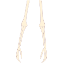 Free Illustration Human Arm Bones