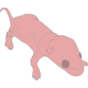 197 Rat Pup P1