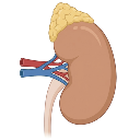 Kidney Adrenal Gland