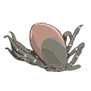 Free Scientific Illustration Of Tick Feeding Day 7