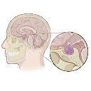 Hypophysis Pituitary Gland