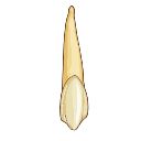 Mandibular Canine