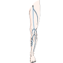 Superficial Veins Leg 1