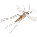 Free Scientific Illustration Of Tick Nymph
