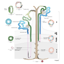 Free Illustration Nephron