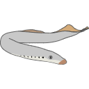 324 Lamprey J Sdp88f