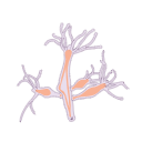 Hydra Vulgaris