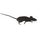 88 Mouse Running Ykz I Shg