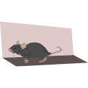 10 Mouse Running