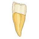 Maxillary Second Premolar