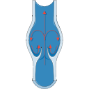 Venous Blood Flow 2