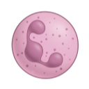 Neutrophil 3D