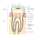 217 Molar Schematic Small