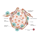 Free Illustration Pulmonary Alveolus