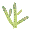Svg Zoosporangium 2
