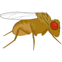 735 Drosophila