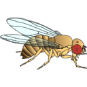 38 Drosophila Side Master Lij8z Lv