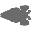439 Asb Zebrafish Brain