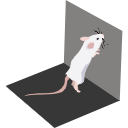 9 Mouse Rearing