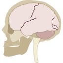 6 Human Skull