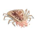 Free Scientific Illustration Of Argas Monolakensis With Eggs