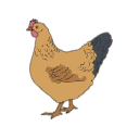 Gallus Gallus Domesticus