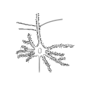 626 Dendritic Spines